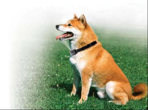Training &amp; Obedience Mist-spray Barking-stop Device Dog Bark Collars ...