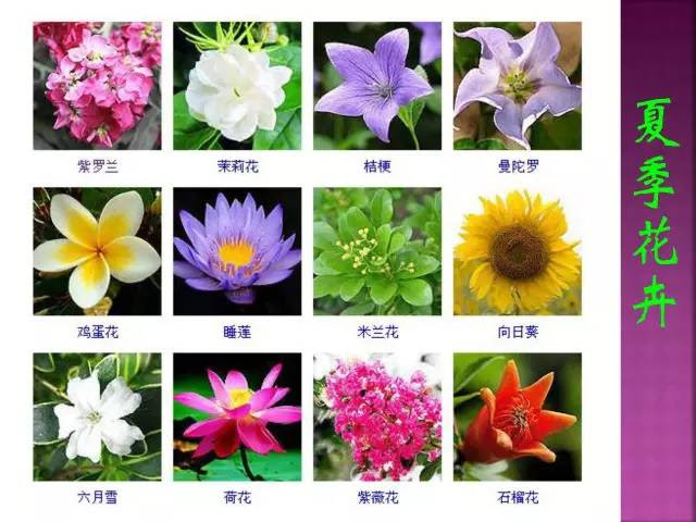 春夏秋冬的花图片 万图壁纸网