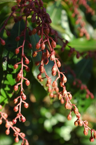Pieris japonica "Dorothy Wyckoff", Japanese Garden, BBG