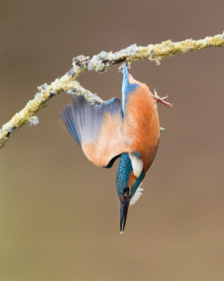 500px favs, rg443