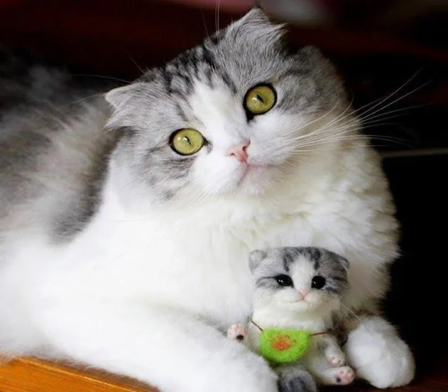 Bengal Beauty 20th January 2021 We Love Cats and Kittens Bengal Beauty 20th January 2021 We Love Cats and Kittens