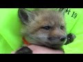 √ 蔵王 キツネ 村 ツアー 149322