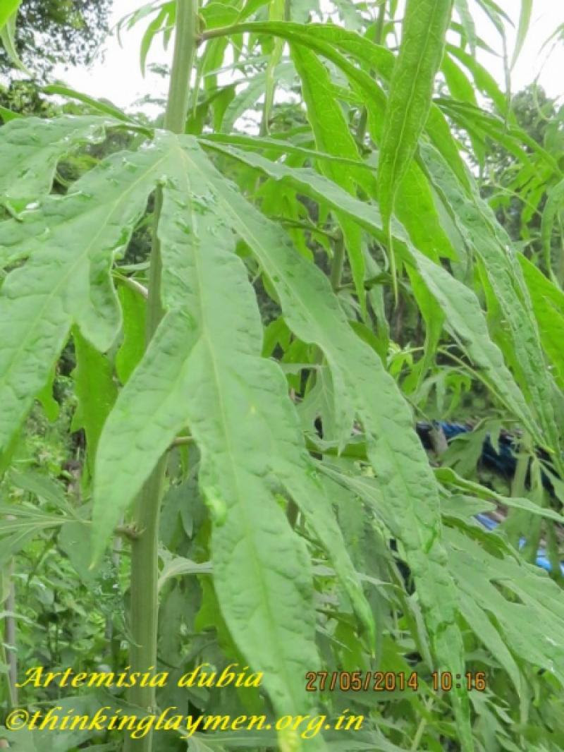 Medicinal Plant Details