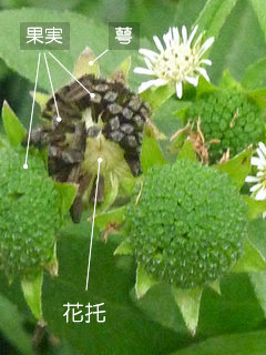 花托とは
