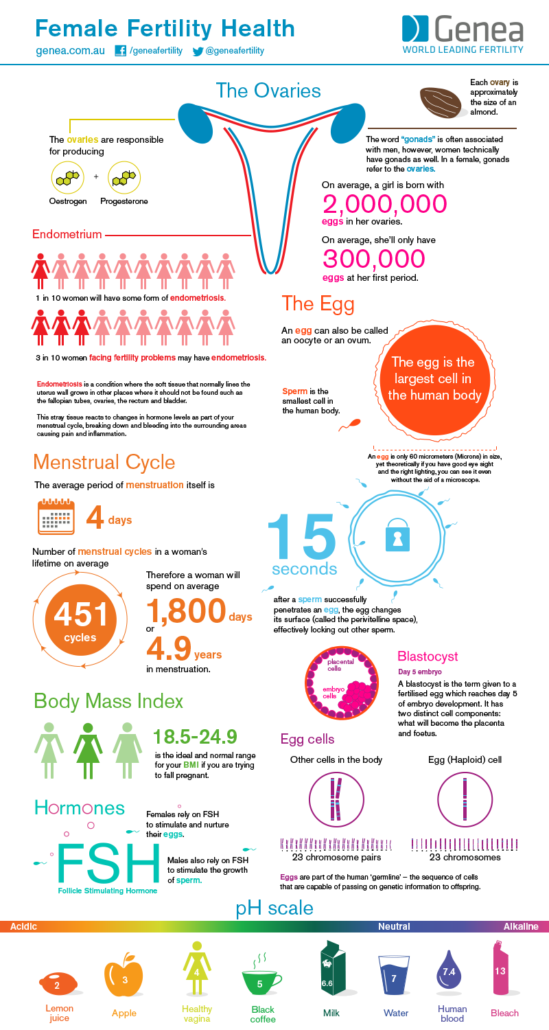 Infographic: Female Fertility Health