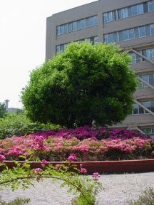 シラカシの育て方 自然と暮らす