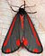  Tyria jacobaeae-lo.jpg 