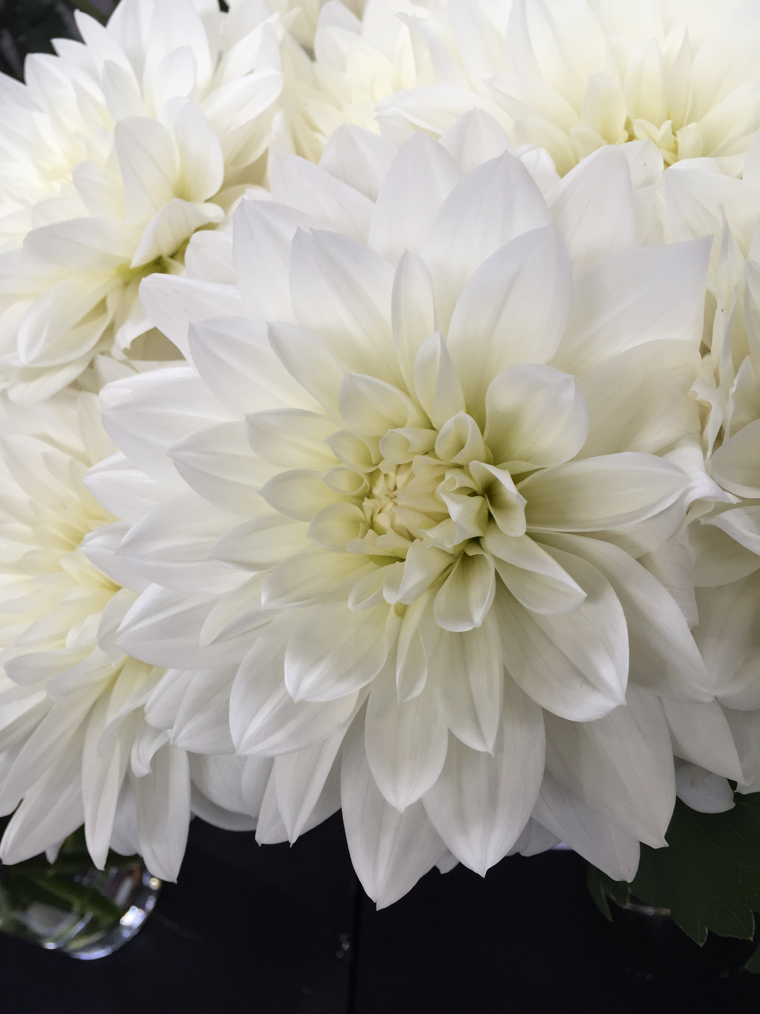 Namahageダリア 花市場の仲卸 大森花卉 おおもりかき