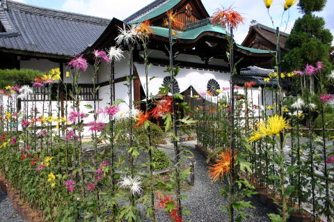 大覚寺嵯峨菊
