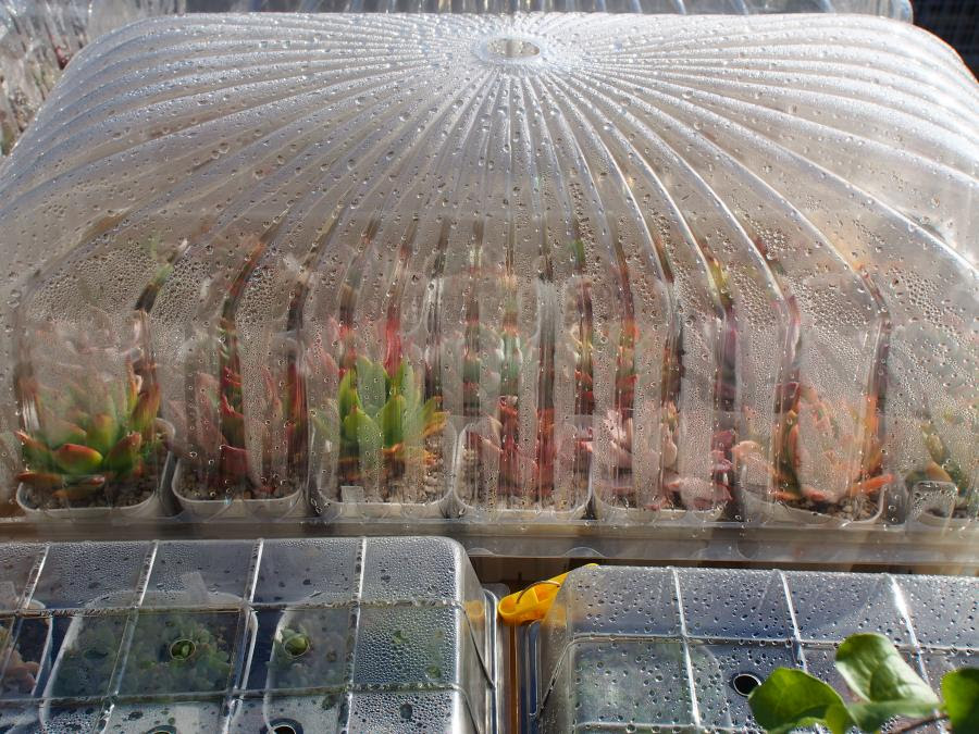 我が家のベランダ多肉の冬越し 彡 エケべリア 多肉ジャーナル