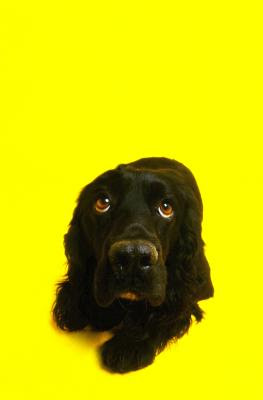 Use a soft, gentle voice when calming your scared dog.