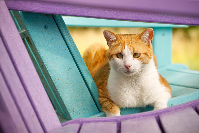 cute rescued ginger cat
