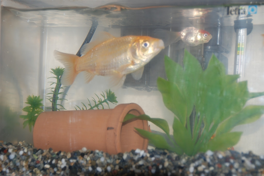 金魚がまた大きくなりました いーちゃんろーぐ