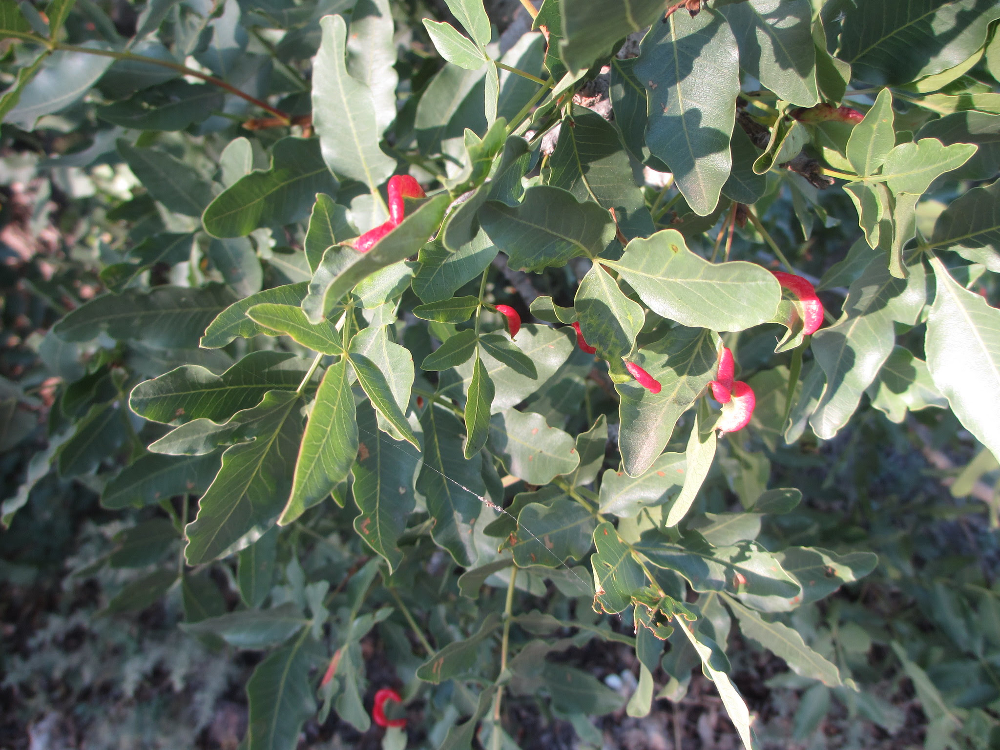 standard iso 3874 a red tree @sandymillin pistachio Bright on fungus By standard iso 3874 a red tree @sandymillin pistachio Bright on fungus By