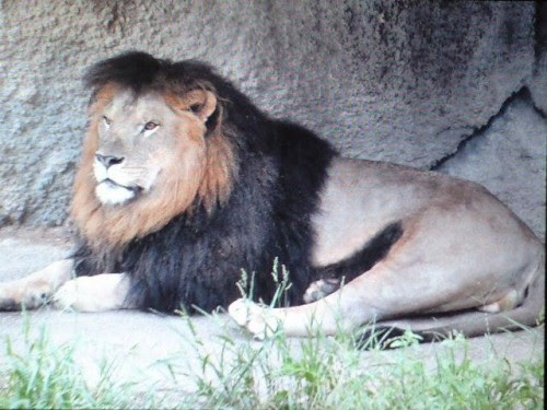 たてがみが黒い 滝上発 動物園の動物が大好き By 西紋のマツ