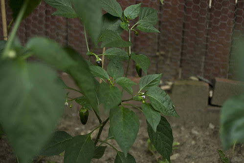 Pepper_4