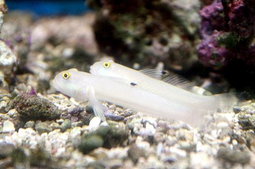 ベントスゴビーがうまく飼育できない ハゼって難しいの 底砂のお手入れ 海水魚のパイオニア 日海センター 日海フィッシュコム