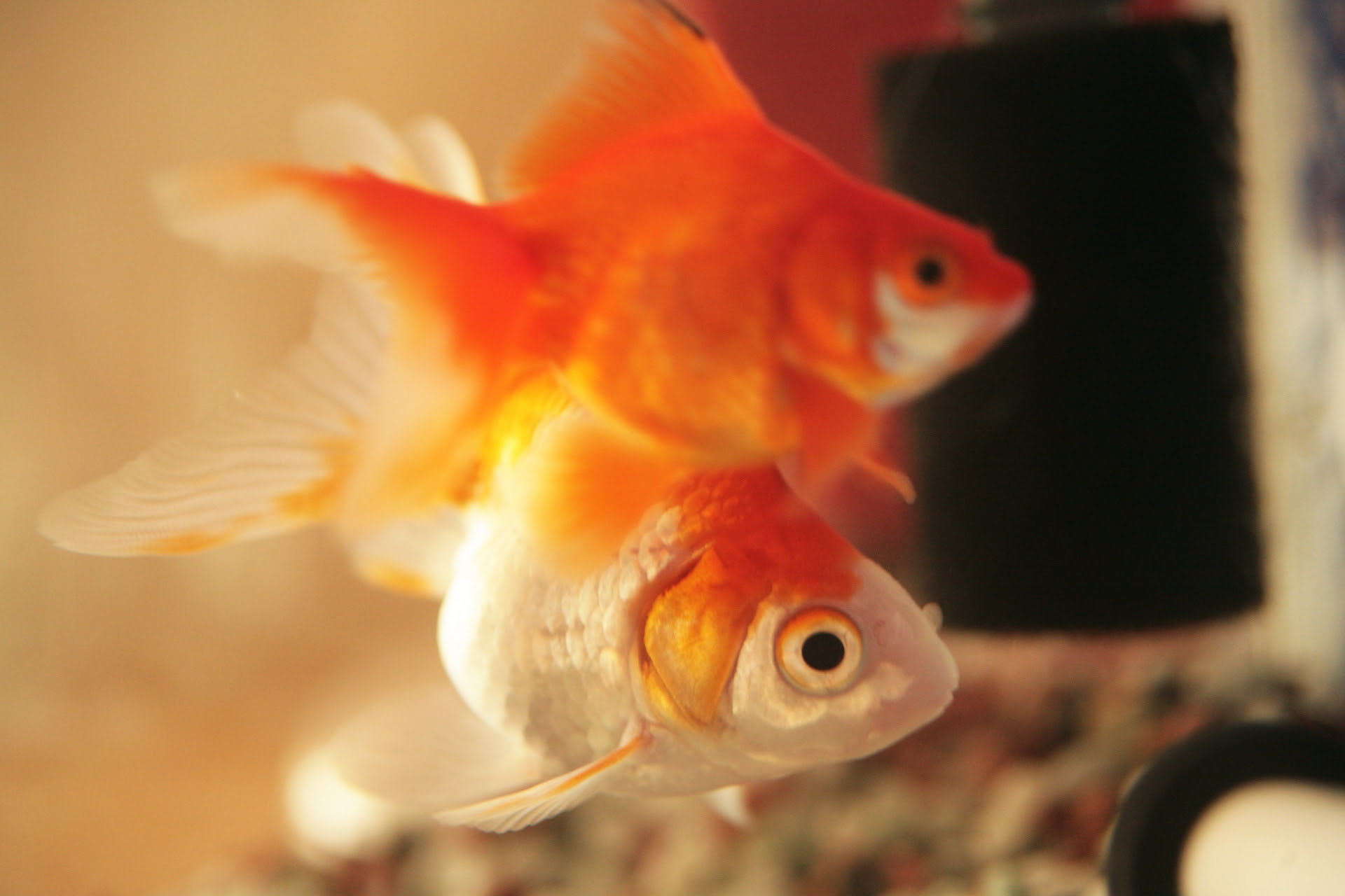 金魚 冬眠 意外に知られていない 金魚の冬越し