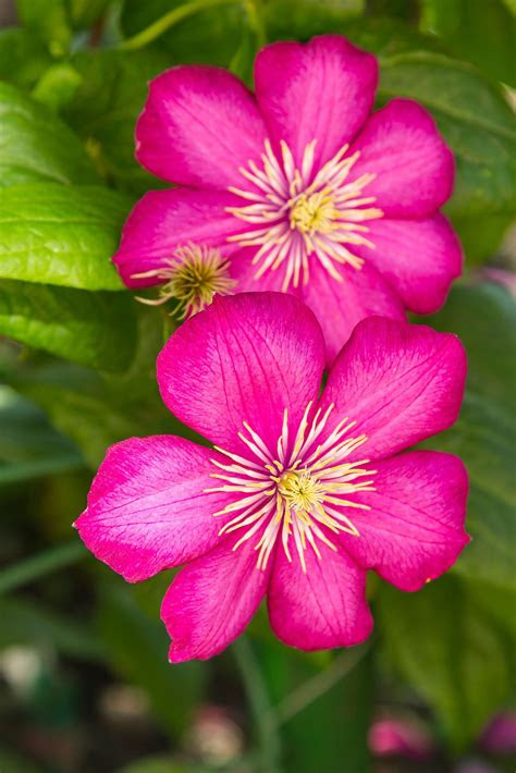 Tomato plants need a large container to offer enough room for their root system. Top 10 Tips on Growing Gorgeous Clematis Vines - Page 4 of