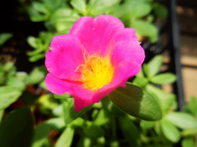 散歩花写真 ポーチュラカ ハナスベリヒユ 他 ウォーキングで花を観察し四季を感じる 季節の花地図を作ろう