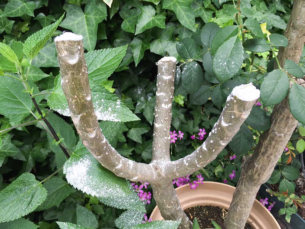 プルメリアの剪定 挿し木苗をつくる Kobiのシークレットガーデン 観葉植物 多肉植物の育て方
