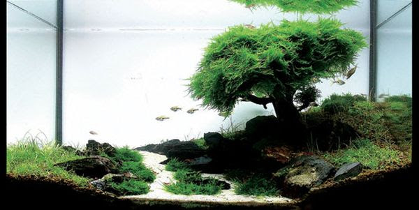 Out of this world fish tank that creates grand underwater canopy ...
