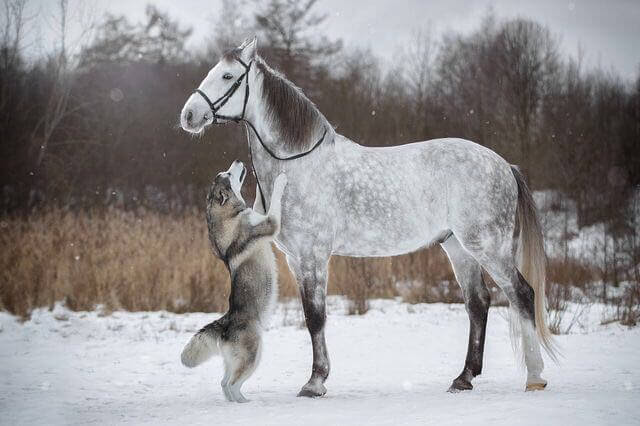 Friendship Between A Horse And Husky Dog Caught In