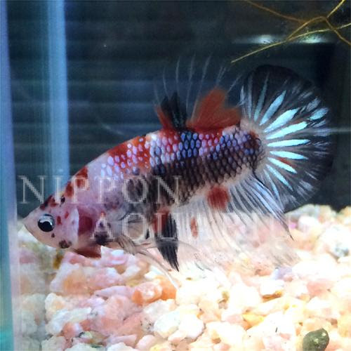 ベタ コイカラー 飼育方法 飼い方 餌 水温などについて 熱帯魚図鑑 熱帯魚の飼育 混泳 繁殖 病気など