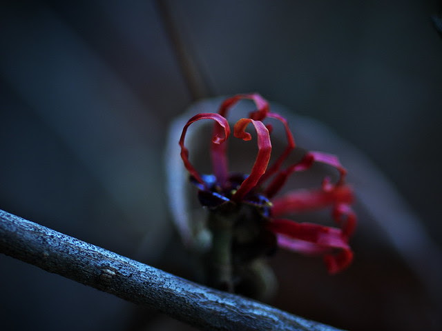 P2127491