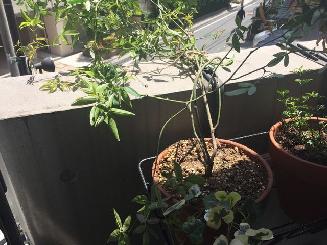 モッコウバラの鉢植え育て方 ベランダから下垂させてみました 観葉植物ブログ緑組 植物の育て方