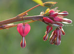 bleedinghearts-DSC_1535-2.jpg