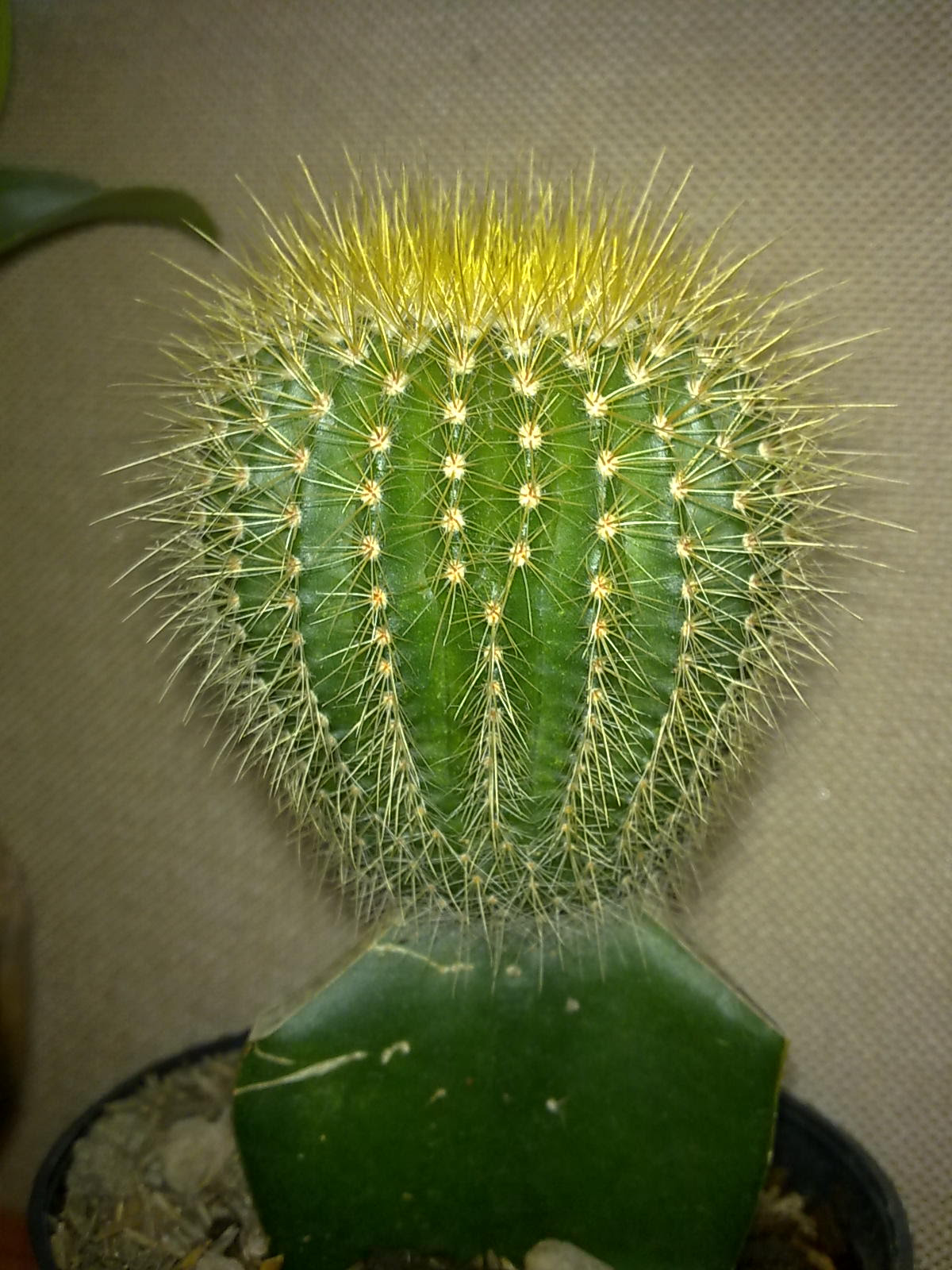 TANAMAN HIAS  YANG CANTIK DI MEJA  KANTOR Loverlem blog