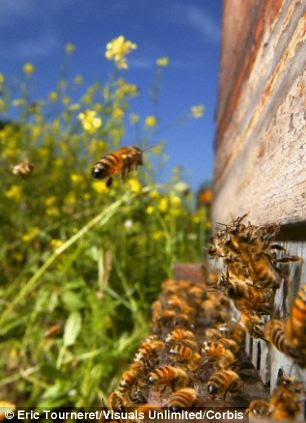 A study has claims that honeybees (pictured) rely on a built in 'sat-nav' system to find their way home