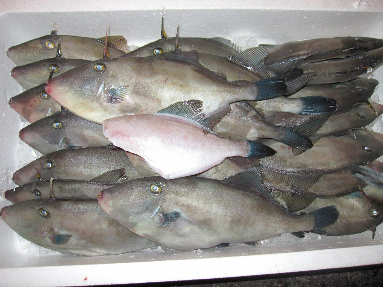 クチバシ 魚食普及ネットワーク