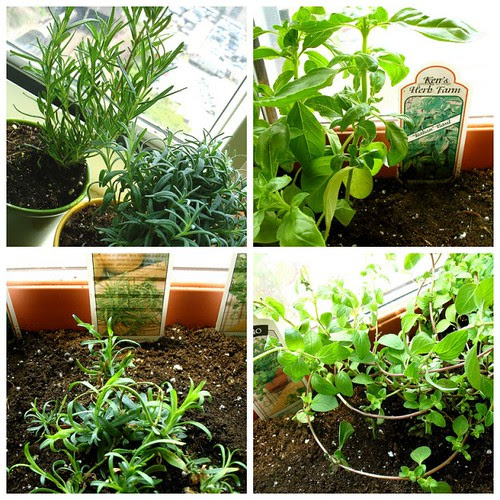 Windowsill Herb Garden