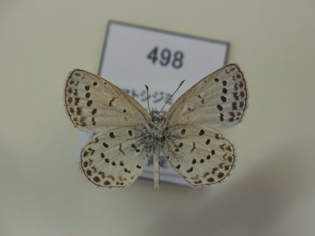 シジミ 498 ヤマトシジミ 15ｍｍａ 長野県長野市