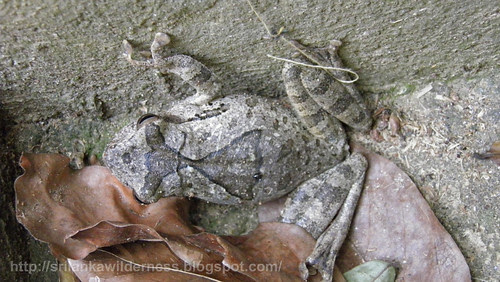 Common Hourglass Tree-frog/Polypedates cruciger