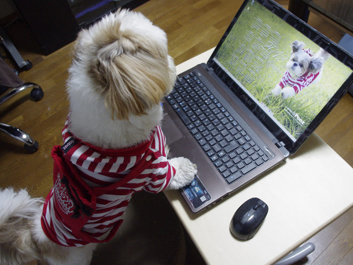 12年デスクトップ壁紙カレンダー ぽんずブログ シーズー親子ぽんずとかぼすのほんわか日記