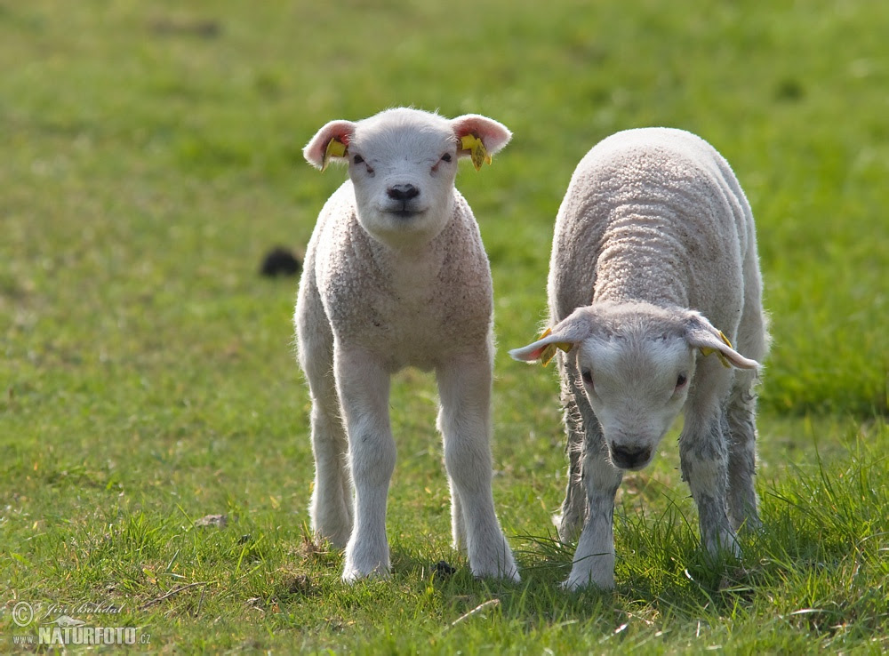 Schafe Bilder Schafe Fotos NaturFoto Schafe Bilder Schafe Fotos NaturFoto