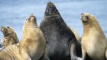 A male South American sealion with three females looking upwards