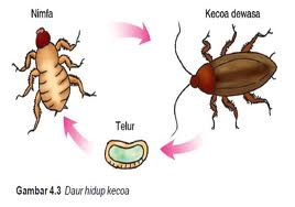 kecoa
