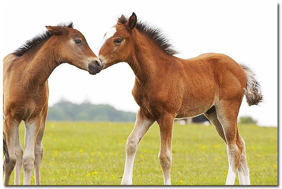 Trop Beau