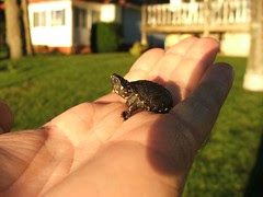 baby turtle