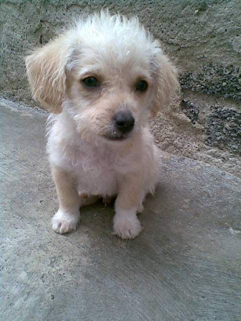 Image Result For Rottweiler Poodle