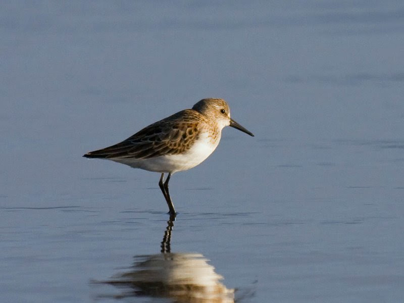 Western Sandpiper