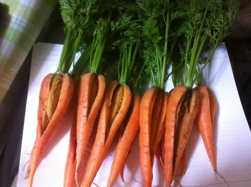 美味しくて大きい人参を栽培する方法 実が割れてしまう原因と対策