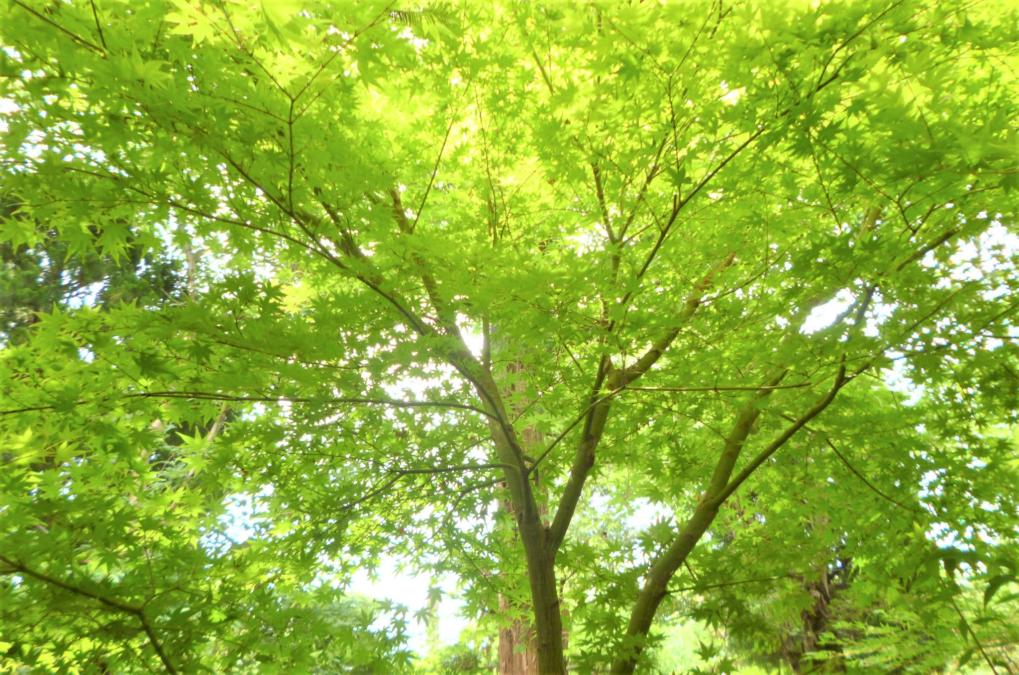 目に青葉 山ホトトギス 初鰹 大阪府堺市で介護のご相談なら美樹の園へ