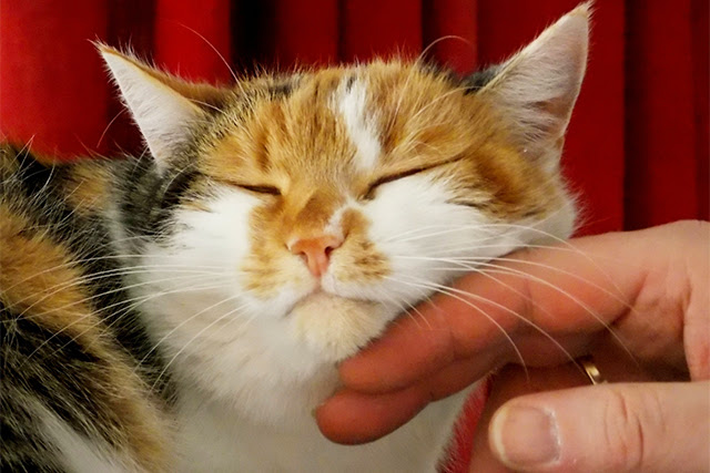 猫が手や顔をなめてくる理由7つ 他の猫をなめるのは愛情表現