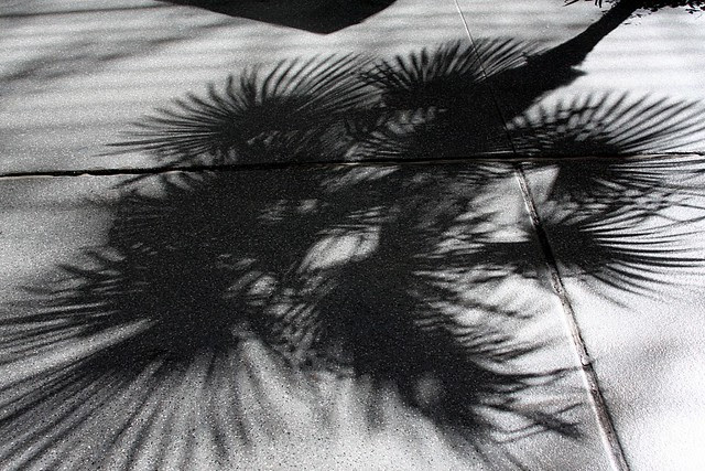 palm shadow, fremont st