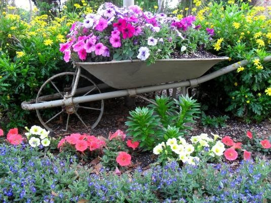 wheelbarrow with annuals.....